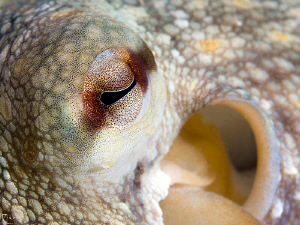 Close view to an octopus. Very cool, friendly & extremly ... by Rico Besserdich 